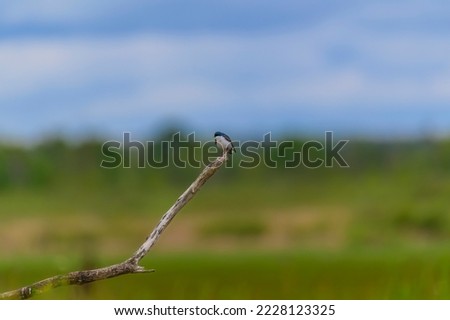 A Tree Swallow perches on a dead branch at Tuttle Marsh Wildlife Area, near Oscoda, Michigan.