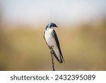 Tree swallow at San Joaquin Wildlife Sanctuary in Irvine, California