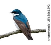 The Tree Swallow is a sleek, agile bird with iridescent blue-green plumage and a white belly. It thrives near water, nesting in tree cavities and boxes.