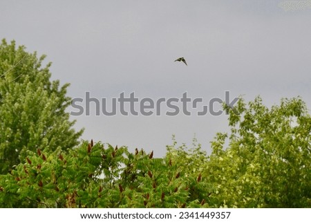 Tree Swallow (Tachycineta bicolor) in flight along hiking trail at Falls Reserve during Summer