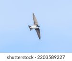 tree swallow - Tachycineta bicolor - in flying flying with underside showing white and deep blue colors with light blue sky background.  Feather detail