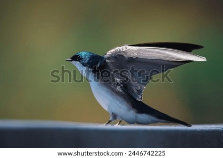The tree swallow (Tachycineta bicolor) is a migratory bird of the family Hirundinidae.