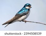Tree Swallow (Tachycineta bicolor) perched. Great Meadows National Wildlife Refuge, Massachusetts
