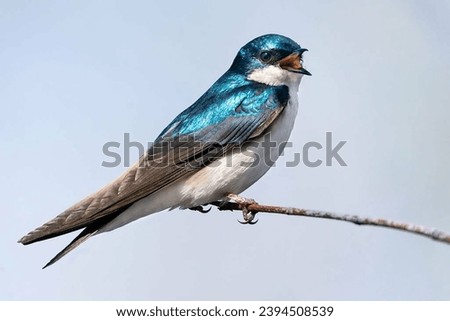 Tree Swallow (Tachycineta bicolor) perched. Great Meadows National Wildlife Refuge, Massachusetts