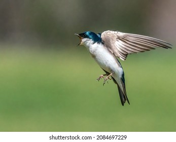 A tree swallow (Techycineta bicolor) in flight as it approaches a nest box at the Agricultural History Farm Park in Derwood, Maryland.  Selective focus.  