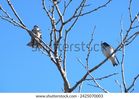 Tree Swallows perched together on tree branch
