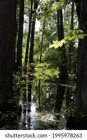 Tree And Swamp On The Natchez Trace