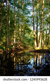 Tree in swamp reflections