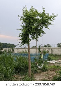 
A tree with a swing in the middle of a yard