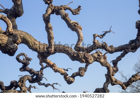 tree with swirly branches background