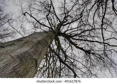 Tree synapsis 