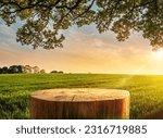 Tree Table wood Podium in farm display for food, perfume, and other products on nature background, Table in farm with grass, Sunlight at morning	
