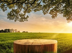 Tree Table Wood Podium In Farm Display For Food, Perfume, And Other Products On Nature Background, Table In Farm With Grass, Sunlight At Morning	
