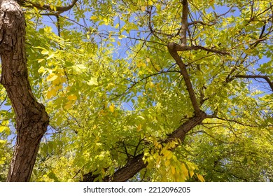 Tree Taking On Its Fall Colors On A Background Of Blue Sky.