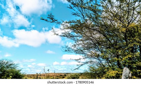 Tree With Tall Branches And Beautiful Clue Sky