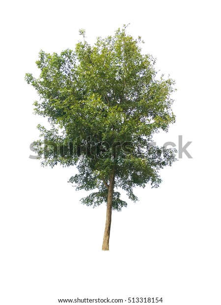 Tree Tall Isolated On White Background Stock Photo (Edit Now) 513318154