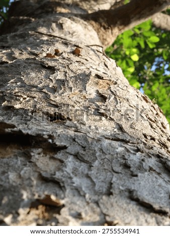 tree tecture backgroud close up wild