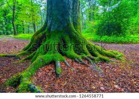 Tree texture -  