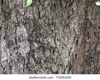 tree texture close up