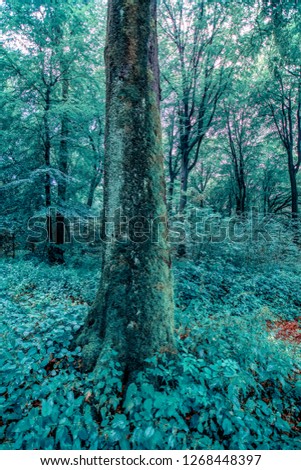 Tree texture - stock image