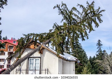 The Tree That After The Storm Fell On The Roof Of The House And Damaged It.