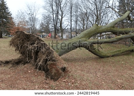 A tree that collapsed as a result of extreme weather, Toronto Canada