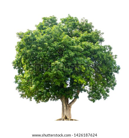 The tree that is completely separated from the background with the delicateness Can be used in many ways Has a scientific name Walsura trichostemon Miq.