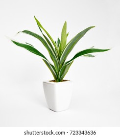 Tree That Decorate The Room. Pot Fake Plant Isolated On White