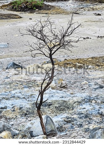A tree that died and dried up because it was exposed to the heat of geothermal steam coming out of the Sikidang crater, Indonesia