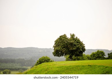 a tree that grows on the side of hill