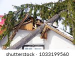 The tree that have fallen on the roof of the house after the storm and damaged it.