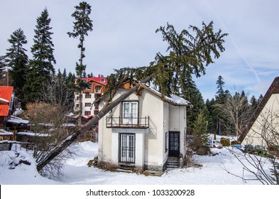 The Tree That  Have Fallen  On The Roof Of The House After The Storm And Damaged It.