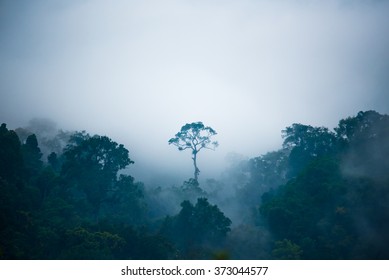 The tree that outstanding in the jungle.