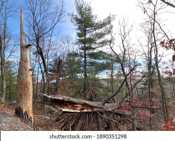 A Tree That Was Struck By Lightning In A Severe Winter Storm.