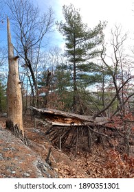 A Tree That Was Struck By Lightning In A Severe Winter Storm.