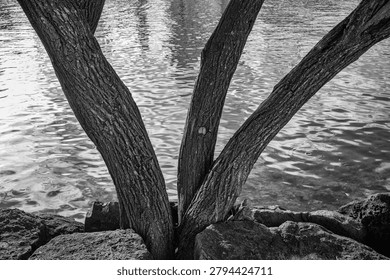 Tree with Three Trunks on the Edge of the Sea in Black and White.
