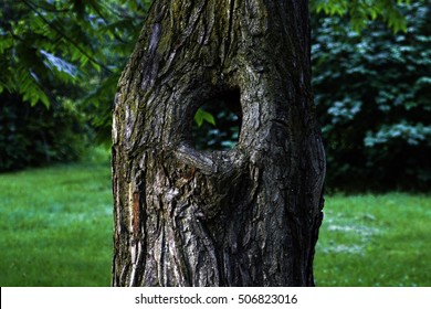 A Tree With A Through Hole: Close Up