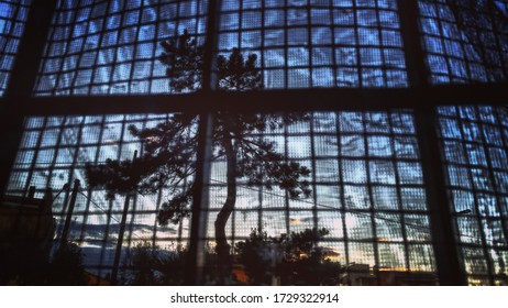 
The tree through the window.
