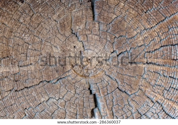 Tree timber\
texture close up for\
background.