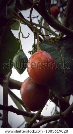 Similar – Bio Tomaten im Gewächshaus