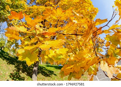 Tree Top In Autumn In Nature,dramatic Perspective Shot With 