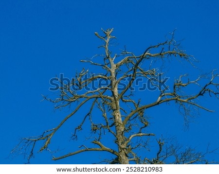 A tree top with branches in decay against the blue sky