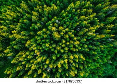 Tree Top Canopy In Forest At Summer, Aerial Drone View.