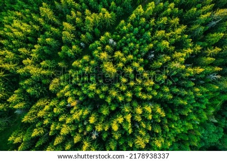 Tree top canopy in forest at summer, aerial drone view.