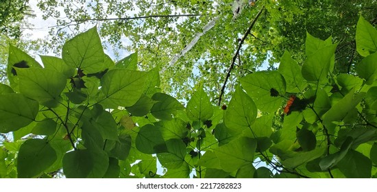 Tree Top Canopy, Sun Beam Coming Through Green Leaves In Forest