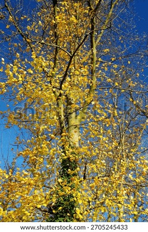 Tree top with numerous branches and ramifications and with autumn-colored leaves against a dark blue sky in November in Hesseln, Halle in Westphalia, North-Rhine-Westphalia, Germany