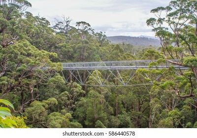 Tree Top Walk 