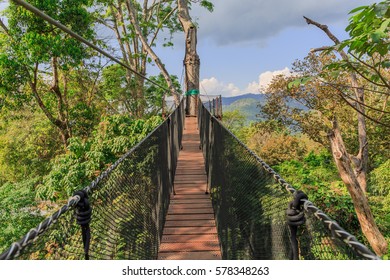 Tree Top Walk At Doi Tung , Thailand