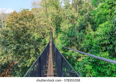 Tree Top Walk At Doi Tung , Thailand