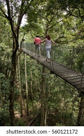 Tree Top Walk In Gold Coast 